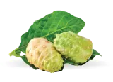 Mengkudu